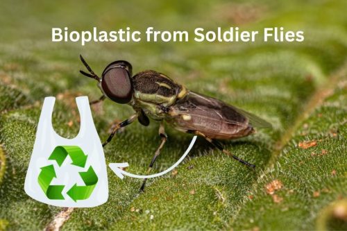 Using flies as a source of chemicals to make Bioplastics